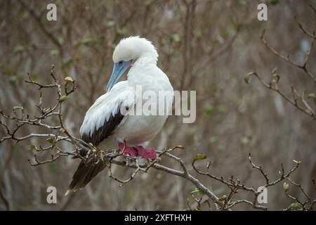 Booby dai piedi rossi (Sula sula) che si prepara mentre è arroccato sull'albero. Isola Wolf (Wenman), Galapagos. Foto Stock