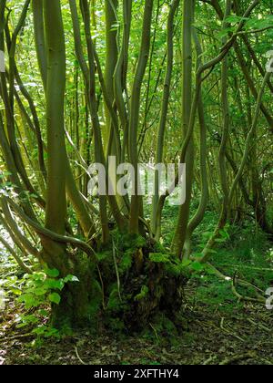 Piccola calce lievitata / pry Tree (Tilia cordata) antico sgabello ceduo che cresce nel bosco gestito, antiche specie indicatrici boschive, Suffolk, Inghilterra, Regno Unito, maggio Foto Stock