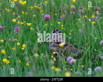 Woodcock (Scolopax rusticola) maschio che si nutre tra i fiori nel prato di fieno altopiano, Upper Teesdale, Inghilterra, Regno Unito, giugno Foto Stock