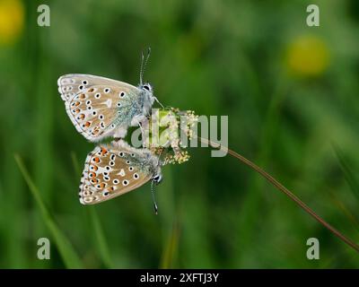 Coppia di accoppiamento Adonis Blue (Polyommatus bellargus), East Sussex, Inghilterra, Regno Unito, maggio Foto Stock