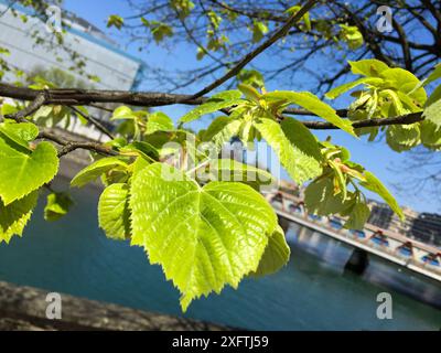 Foglie di albero neonato, Donostia, San Sebastian, Gipuzkoa, Paesi baschi, Spagna Foto Stock