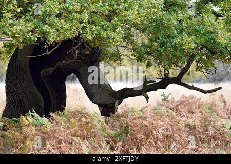 English Oak Tree (Quercus robur) Ancient pollard with split exposing hollow interior, Londra, Inghilterra, Regno Unito, novembre Foto Stock