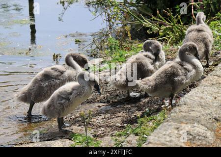 Chichester Canal, West Sussex, Inghilterra. 27 giugno 2024. Una famiglia di sei giovani cigni accanto al canale. Foto Stock