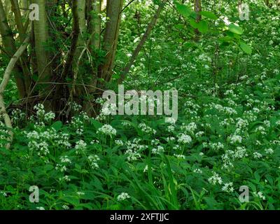 Hazel Tree (Corylus avellana) antico sgabello ceduo con aglio selvatico (Allium ursinum) che fiorisce in basso, gestione forestale tradizionale, Suffolk, Inghilterra, Regno Unito, aprile Foto Stock