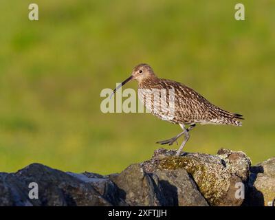 Curlew (Numenius arquata) camminando lungo il muro di pietra secca, Upper Teesdale, Co Durham, Inghilterra, Regno Unito, giugno Foto Stock