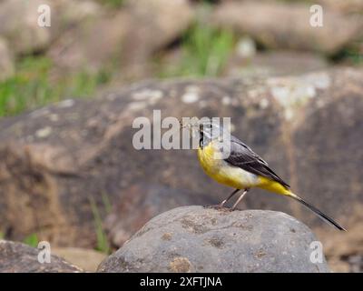 Cibo per il trasporto maschile (Motacilla cinerea), Upper Teesdale, Co Durham, Inghilterra, Regno Unito, giugno Foto Stock