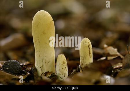 Giant Club Fungus (Clavariadelphus pistillaris) cresce tra le lettiere di faggio, Oxfordshire, Inghilterra, Regno Unito, ottobre Foto Stock