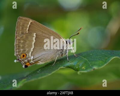 Farfalla con strisce di capelli viola (Neozephyrus quercus) che si avvolge su una foglia di quercia, Hertfordhire, Inghilterra, Regno Unito, giugno Foto Stock