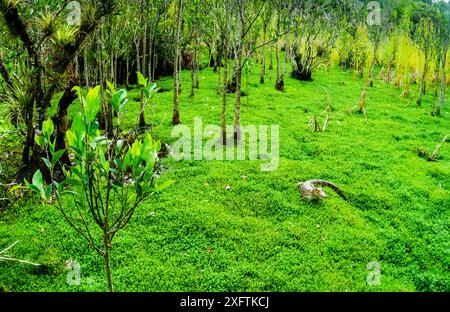 Coccodrillo cubano (Crocodylus rhombifer) sulla terra nel Parco Nazionale di Cienaga de Zapata. Cuba. Specie a rischio critico. Foto Stock