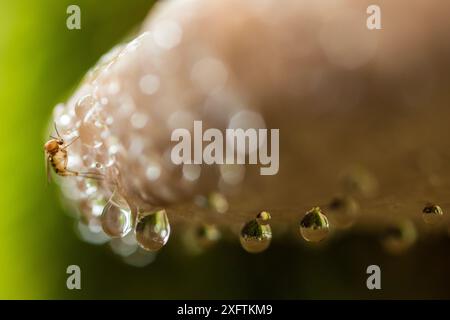 Gnat fungo (Mycetophilidae) che si nutrono di fungo tinder (Fomes sp.) Nella foresta di faggi (Fagus sylvatica). Sito patrimonio dell'umanità dell'UNESCO. Parco Nazionale d'Abruzzo, Lazio e Molise, Italia. Settembre Foto Stock