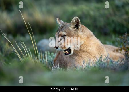 Puma con il passerella giace sbadigliando in cespugli Foto Stock