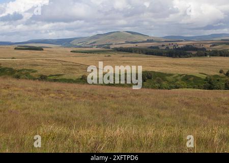 Landscape of Langholm Moor, Dumfries & Galloway, Scotland., UK, agosto. Foto Stock