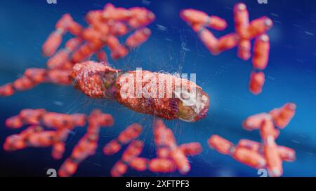 La mano del medico polmoni infetti concetto, tubercolosi presenza di infezione da micobatterio, tubercolosi batterica, cancro polmonare e malattia polmonare Foto Stock