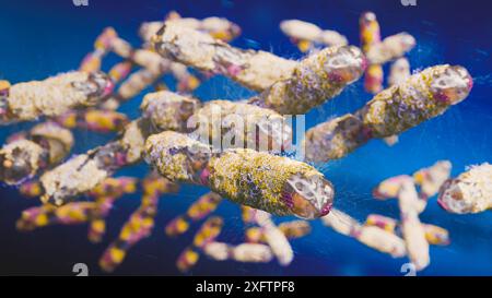 La mano del medico polmoni infetti concetto, tubercolosi presenza di infezione da micobatterio, tubercolosi batterica, cancro polmonare e malattia polmonare Foto Stock