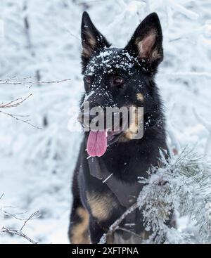 Un cane, un pastore tedesco, gioca nella foresta in inverno tra gli abeti innevati e gli alberi. Ritratto di un cane nella foresta invernale Foto Stock