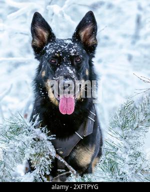Un cane, un pastore tedesco, gioca nella foresta in inverno tra gli abeti innevati e gli alberi. Ritratto di un cane nella foresta invernale Foto Stock