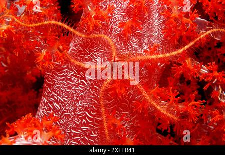 Stella viola fragile su corallo tenero, Ophiothrix purpurea, Thailandia, Oceano Indiano, Phuket, isole Similan, Mare delle Andamane Foto Stock