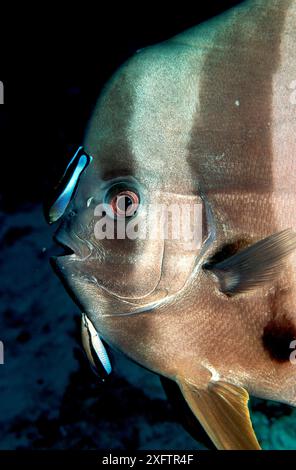 Pesce pipistrello Longfin e wrasse più pulito, Platax teira, Labroides dimidiatus, Isole Maldive, Oceano Indiano Foto Stock