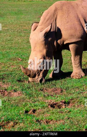 Un rinoceronte bianco (Ceratotherium simum) sta mangiando erba in un campo. Il rinoceronte è grande e ha un corno sulla testa. Foto Stock