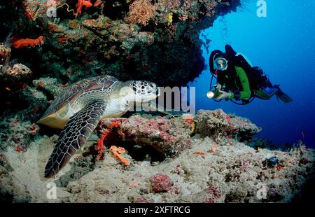 Green Turtle e scuba diving, Rebreather diving, Chelonia mydas, Maldive Island, Oceano Indiano, Ari Atol Foto Stock