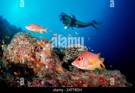 Scoiattolo Longjawed e immersioni subacquee, Sargocentron spiniferum, Maldive Island, Oceano Indiano, Ari Atol Foto Stock
