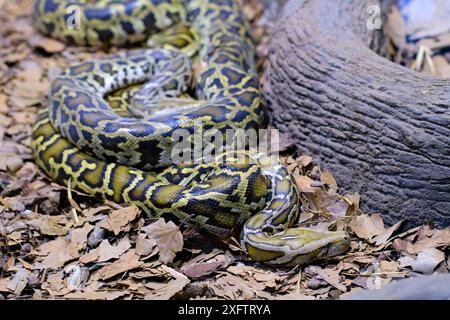 Un pitone birmano (Python bivittatus). Una delle più grandi specie di serpenti. Nativo in una vasta area del sud-est asiatico. Foto Stock