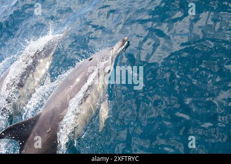 Delfini dal lato bianco dell'Atlantico (Lagenorhychus acutus) due animali in superficie. Contea di Cork, Irlanda. Foto Stock