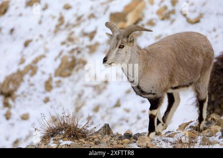 Pecora azzurra o bharal (Pseudois nayaur) maschio che mangia erba nella neve, Spiti Valley, Cold Desert Biosphere Reserve, Himalaya Mountains, Himachal Pradesh, India, febbraio Foto Stock