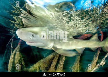 Cucciolo di squalo limone (Negaprion brevirostris) nella foresta di mangrovie che funge da vivaio per il novellame di questa specie. Eleuthera, Bahamas. Foto Stock