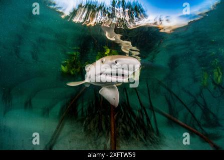 Cucciolo di squalo limone (Negaprion brevirostris) nella foresta di mangrovie che funge da vivaio per il novellame di questa specie. Eleuthera, Bahamas. Foto Stock