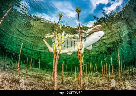 Cucciolo di squalo limone (Negaprion brevirostris) nella foresta di mangrovie che funge da vivaio per il novellame di questa specie. Eleuthera, Bahamas. Foto Stock