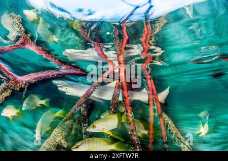 Cucciolo di squalo limone (Negaprion brevirostris) nella foresta di mangrovie che funge da vivaio per il novellame di questa specie. Eleuthera, Bahamas. Foto Stock