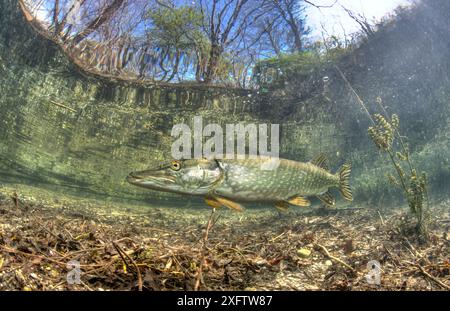 Pike settentrionale, Esox lucius, Germania, Lago Echinger Weiher, Monaco di Baviera, Baviera Foto Stock