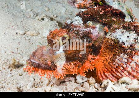 Vista laterale dello scorpione (Scorpaenopsis oxycephalus) sul fondo marino, Egitto Foto Stock