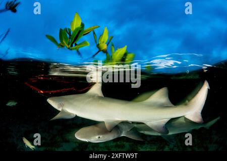 Cucciolo di squalo limone (Negaprion brevirostris) nella foresta di mangrovie che funge da vivaio per il novellame di questa specie. Eleuthera, Bahamas. Foto Stock