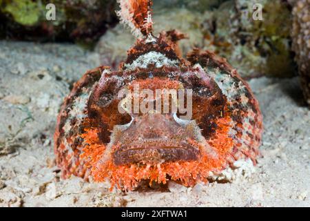 Scorpione martellato (Scorpaenopsis oxycephalus) sul fondo del mare, Egitto Foto Stock