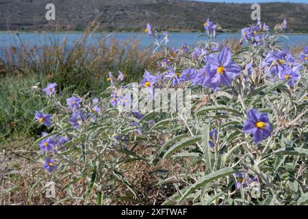 Silverleaf nightshade (Solanum elaeagnifolium) una specie invasiva dell'America meridionale e centrale che produce frutti gialli tossici, fioriti in profusione nella macchia stradale che confina con una laguna costiera, nei pressi di Nafplio, Argolis, Peloponneso, Grecia, luglio. Foto Stock