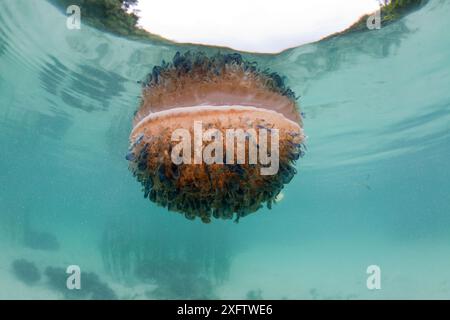 Meduse capovolte (Cassiopea andromeda) che nuotano vicino alla superficie dell'acqua Foto Stock