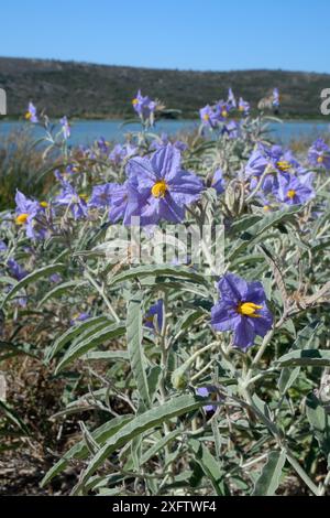 Silverleaf nightshade (Solanum elaeagnifolium) una specie invasiva dell'America meridionale e centrale che produce frutti gialli tossici, fioriti in profusione nella macchia stradale che confina con una laguna costiera, nei pressi di Nafplio, Argolis, Peloponneso, Grecia, luglio. Foto Stock