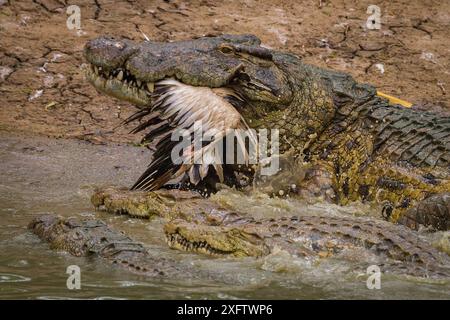 Coccodrillo del Nilo (Crocodylus niloticus) con grande pellicano bianco (Pelecanus onocrotalus) catturato alla bocca, fiume Msicadzi, Parco Nazionale di Gorongosa, Mozambico. Foto Stock