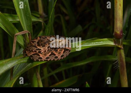 Fer-de-lance (Bothrops asper) schiude su una lama d'erba in una palude, la Selva Biological Station, Costa Rica Foto Stock