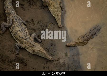 American coccodrilli (Crocodylus acutus) nel Rio Tarcoles, Costa Rica. Foto Stock