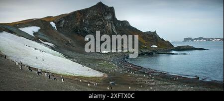 I pinguini Chinstrap gettano la loro casa sull'isola di Barrientos. L'illuminazione e l'ambiente lussureggiante offrono un terreno di allevamento e alimentazione incredbile. Foto Stock