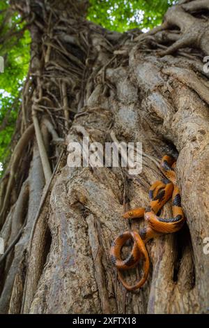 Serpente tigre orientale (Telescopus semiannulatus) su un fico strangolatore (Ficus sp.) Nel Parco Nazionale di Gorongosa, Mozambico. Foto Stock