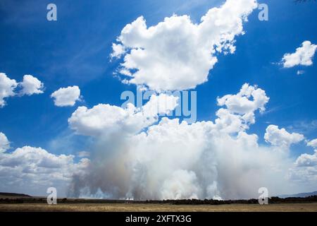 Incendi d'erba in lontananza, Masai Mara National Reserve, Kenya. Settembre. Foto Stock