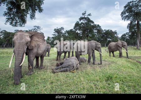 Branco di elefanti africani (Loxodonta africana) che circonda giovani per proteggerli, Masai Mara National Reserve, Kenya. Foto Stock