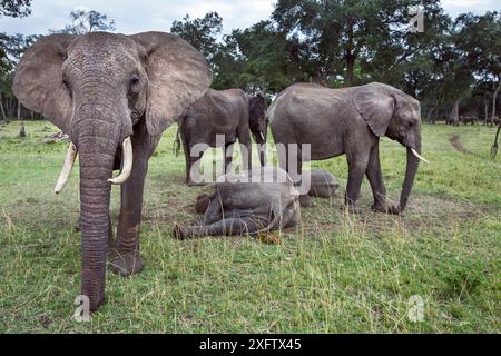 Branco di elefanti africani (Loxodonta africana) che circonda giovani per proteggerli, Masai Mara National Reserve, Kenya. Foto Stock