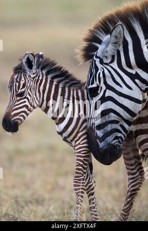 Zebra comune o delle pianure (Equus quagga burchellii) femmina e puledro, riserva nazionale Masai Mara, Kenya. Foto Stock