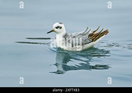 Falarope grigia (Phalaropus fulicarius) visitatore invernale sul lago interno, Sandy Water Park, Carmarthenshire, Galles occidentale, Regno Unito, ottobre. Foto Stock