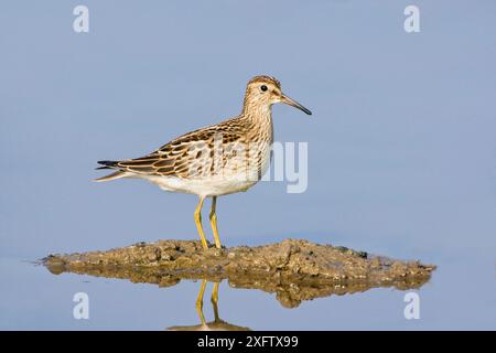 sandpiper pettorale (Calidris melanotos) giovane vagante durante la migrazione. Llanrhystud, Ceredigion, Galles occidentale, Regno Unito. Settembre. Foto Stock